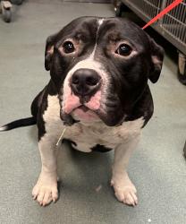 Shelter Stray Male Dog last seen Wheel Barrow Court, WENDELL, NC, 27591, 820 Beacon Lake Dr, Raleigh, NC 27610, USA