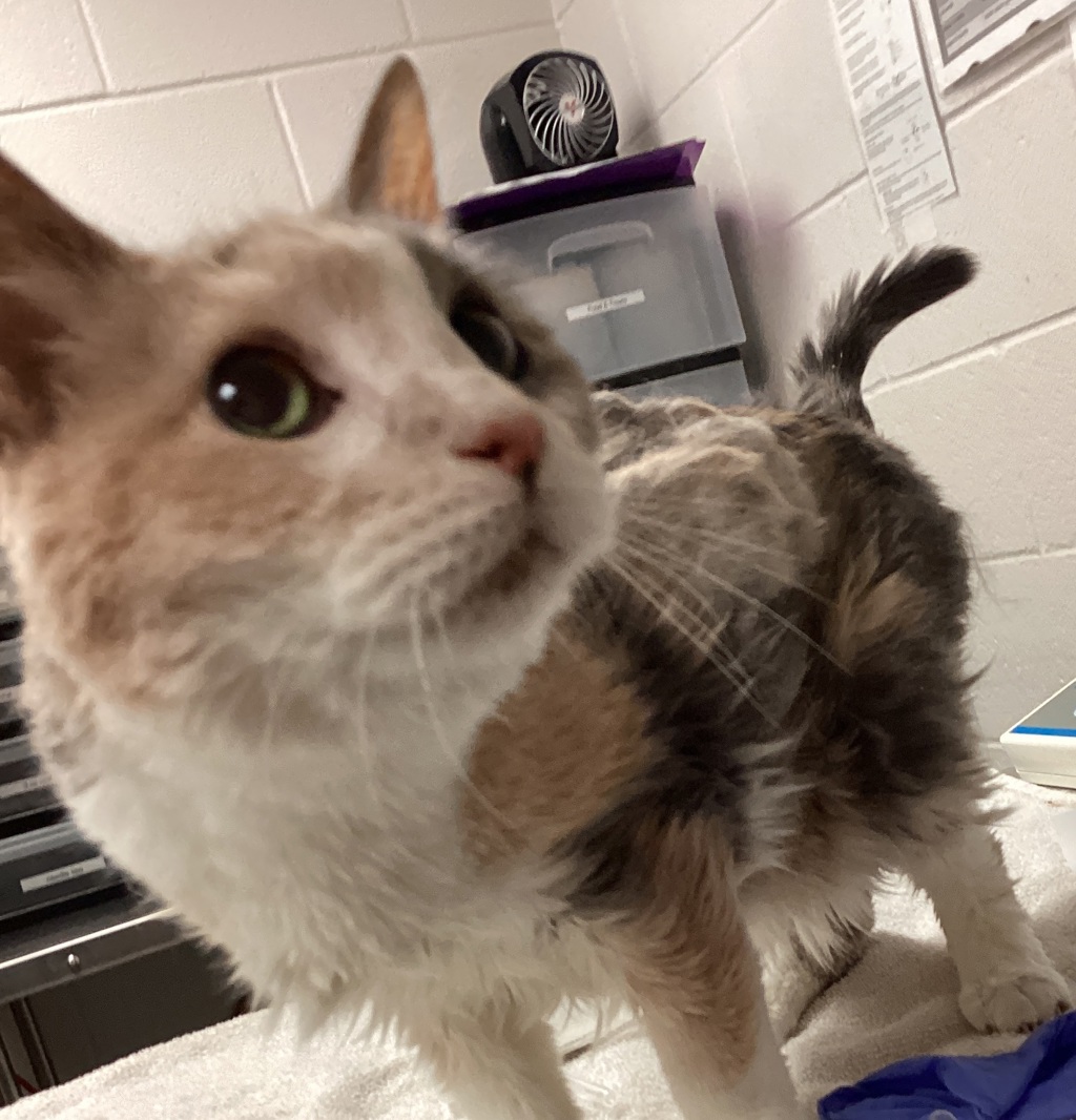 Shelter Stray Female Cat last seen Near Milburnie Road, RALEIGH, NC, 27610, 820 Beacon Lake Dr, Raleigh, NC 27610, USA