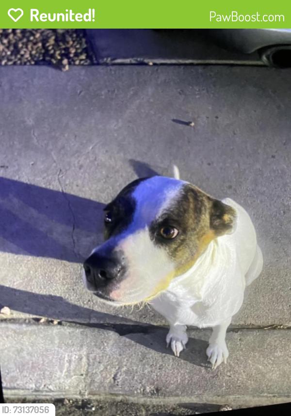 Reunited Female Dog last seen Near e harvard dr, Tempe, AZ 85283