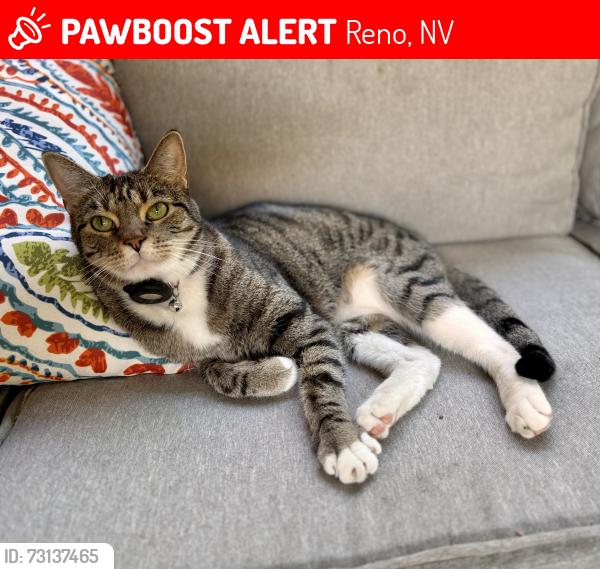 Lost Female Cat last seen Near Brindisi Street and Pesaro Way, Reno, NV 89521