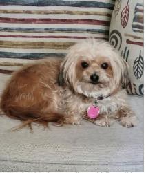 Reunited Female Dog last seen Captain Davis dr and maude dr southshore bay community wimauma, fl, Wimauma, FL 33598