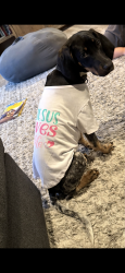Lost Female Dog last seen Moss Point Dr San Jose, CA 95127 United States, San Jose, CA 95127