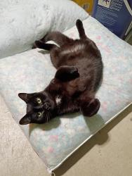 Lost Female Cat last seen 68th Street and Thornapple River Drive, Alaska Haus, Alto, MI 49302
