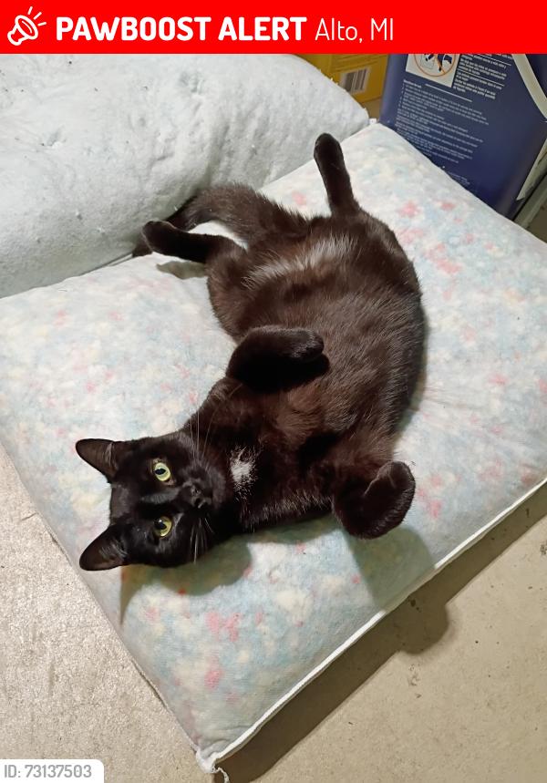 Lost Female Cat last seen 68th Street and Thornapple River Drive, Alaska Haus, Alto, MI 49302