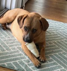 Lost Male Dog last seen Island park, Island Park, NY 11558