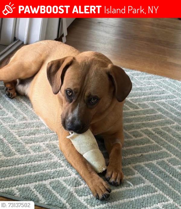 Lost Male Dog last seen Island park, Island Park, NY 11558