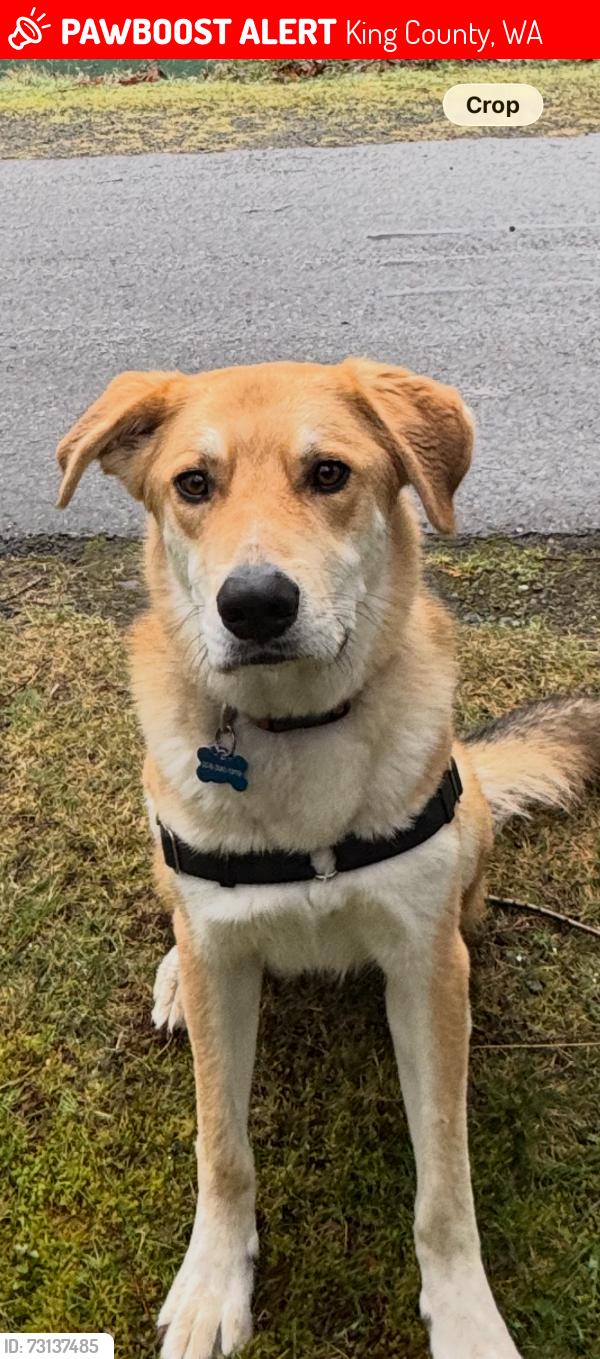 Lost Male Dog last seen E green lake way n/2nd ave ne, King County, WA 98115