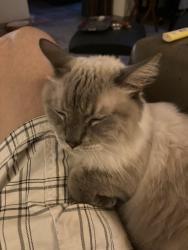 Reunited Male Cat last seen De Nada and Camino del Sol, Green Valley, AZ 85622