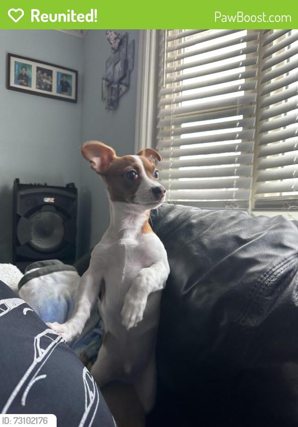Reunited Male Dog last seen Hillside drive, Hendersonville, TN 37075