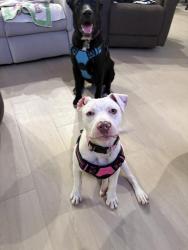 Reunited Female Dog last seen Clark and Grove, North Richland Hills, TX 76180