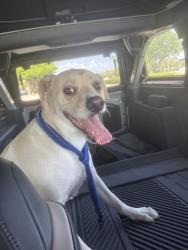 Found/Stray Female Dog last seen Pet paradise (accross), Deerfield Beach, FL 33442