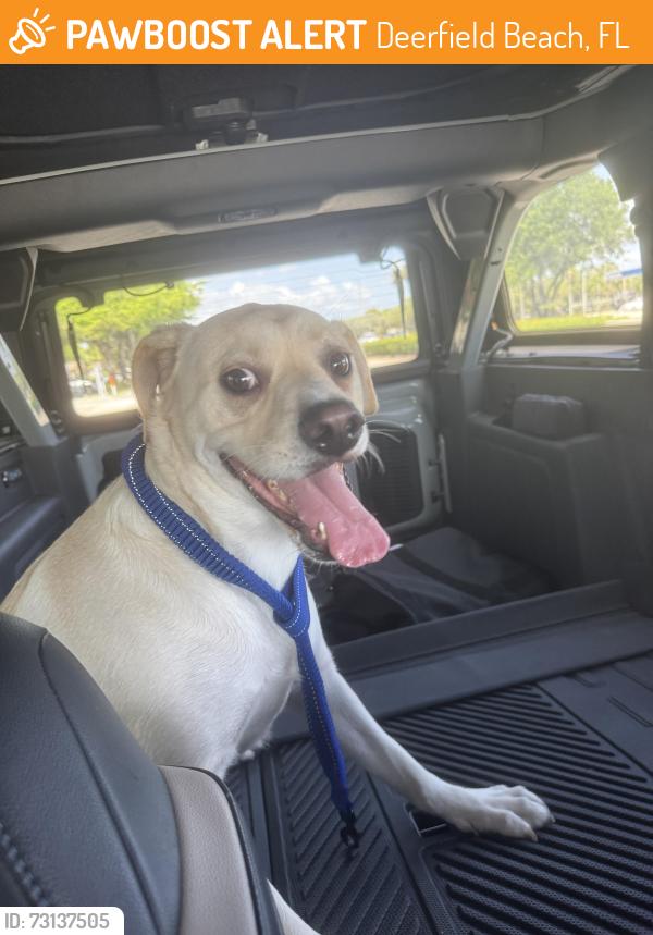 Found/Stray Female Dog last seen Pet paradise (accross), Deerfield Beach, FL 33442