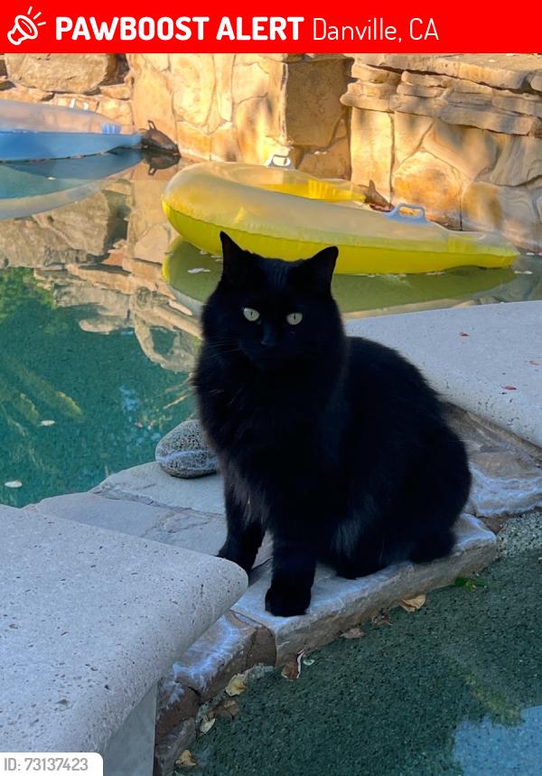 Lost Female Cat last seen Camino Tassajara and Alta Vista Way, Danville, CA 94506