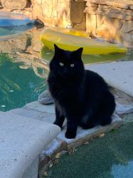 Lost Female Cat last seen Camino Tassajara and Alta Vista Way, Danville, CA 94506