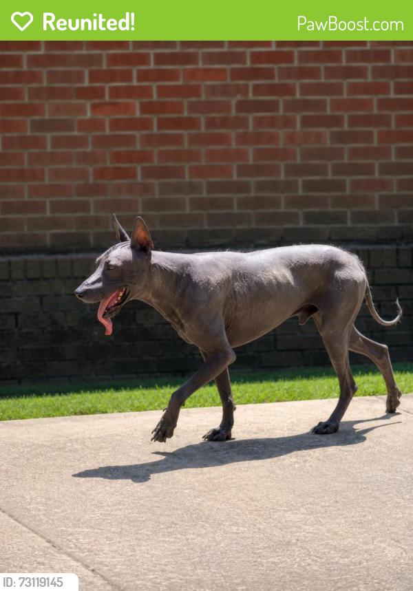 Reunited Male Dog last seen Near Bray Station Rd, Collierville, TN 38017, USA, Collierville, TN 38017