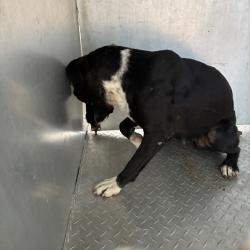 Shelter Stray Female Dog last seen , 980 Guilford College Rd, Greensboro, NC 27409, USA