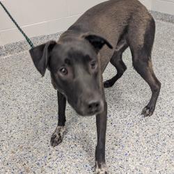 Shelter Stray Male Dog last seen , 328 Furman Hall Rd, Greenville, SC 29609, USA
