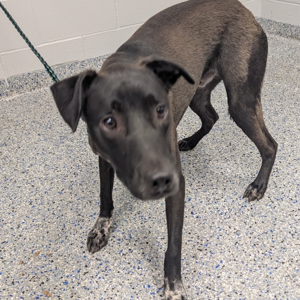 Shelter Stray Male Dog last seen , 328 Furman Hall Rd, Greenville, SC 29609, USA