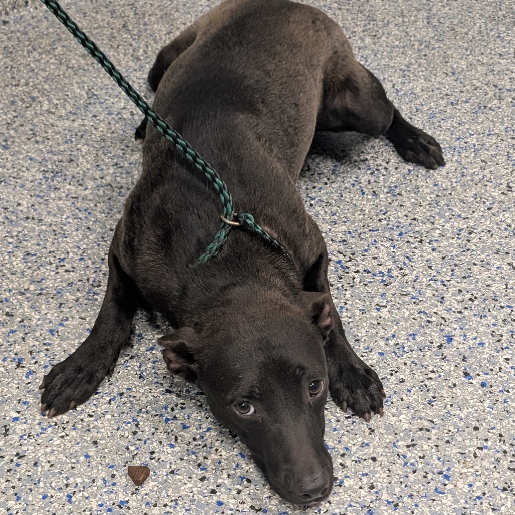 Shelter Stray Female Dog last seen , 328 Furman Hall Rd, Greenville, SC 29609, USA