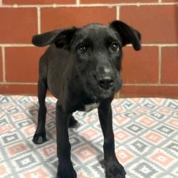 Shelter Stray Female Dog last seen , 2951 S 1st St, Cabot, AR 72023, USA