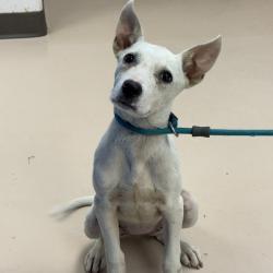 Shelter Stray Female Dog last seen , 901 N Haverty St, Pine Bluff, AR 71601, USA