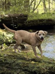 Reunited Male Dog last seen 37343, Hale Rd, Daisy Dallas Rd, Roberson Rd, Chattanooga, TN 37343