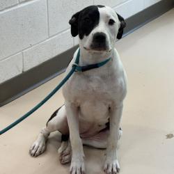 Shelter Stray Female Dog last seen , 901 N Haverty St, Pine Bluff, AR 71601, USA
