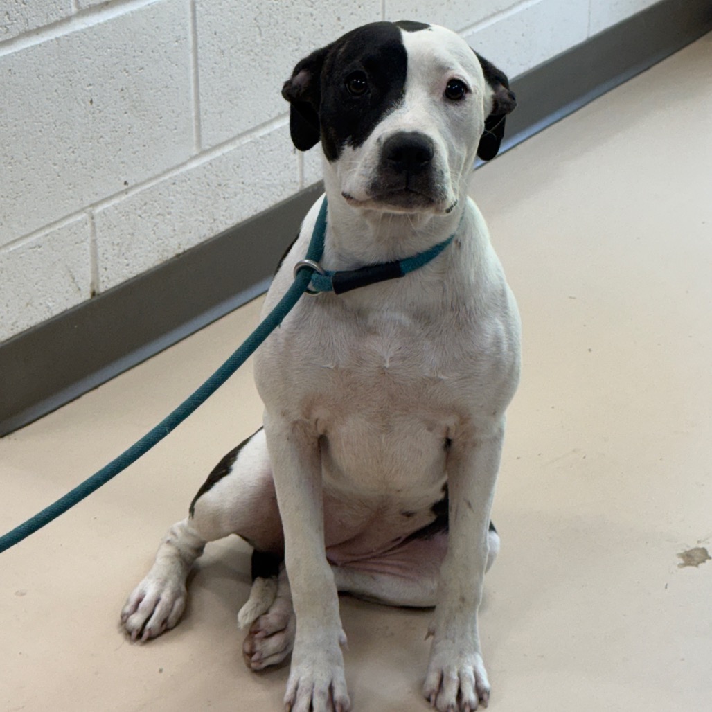 Shelter Stray Female Dog last seen , 901 N Haverty St, Pine Bluff, AR 71601, USA
