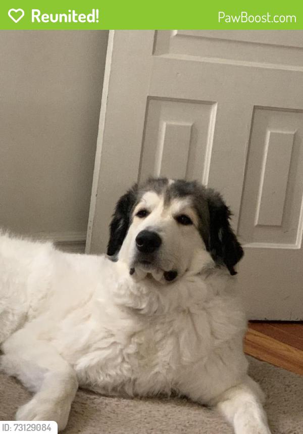 Reunited Female Dog last seen Near 25th St Detroit MI, Detroit, MI 48216