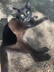 Reunited Unknown Cat last seen Rae Ln, Madison, WI 53711
