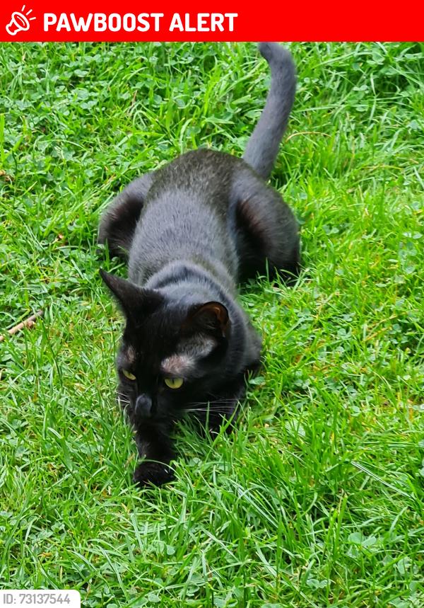 Lost Female Cat last seen Jackson Road, Hillmorton, England CV21 4LS