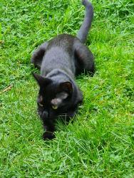 Lost Female Cat last seen Jackson Road, Hillmorton, England CV21 4LS