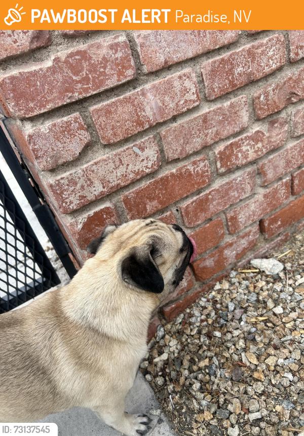 Found/Stray Male Dog last seen East Reno and Spencer, Paradise, NV 89119
