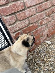 Found/Stray Male Dog last seen East Reno and Spencer, Paradise, NV 89119