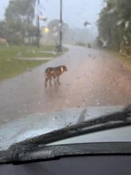 Found/Stray Male Dog last seen Before the horse barn on Highline road near Lake Bonaza., Montgomery County, TX 77316