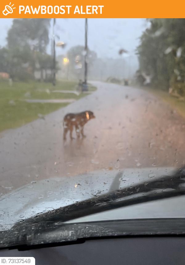 Found/Stray Male Dog last seen Before the horse barn on Highline road near Lake Bonaza., Montgomery County, TX 77316