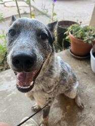 Reunited Male Dog last seen General stillwell st ne, Albuquerque, NM 87111