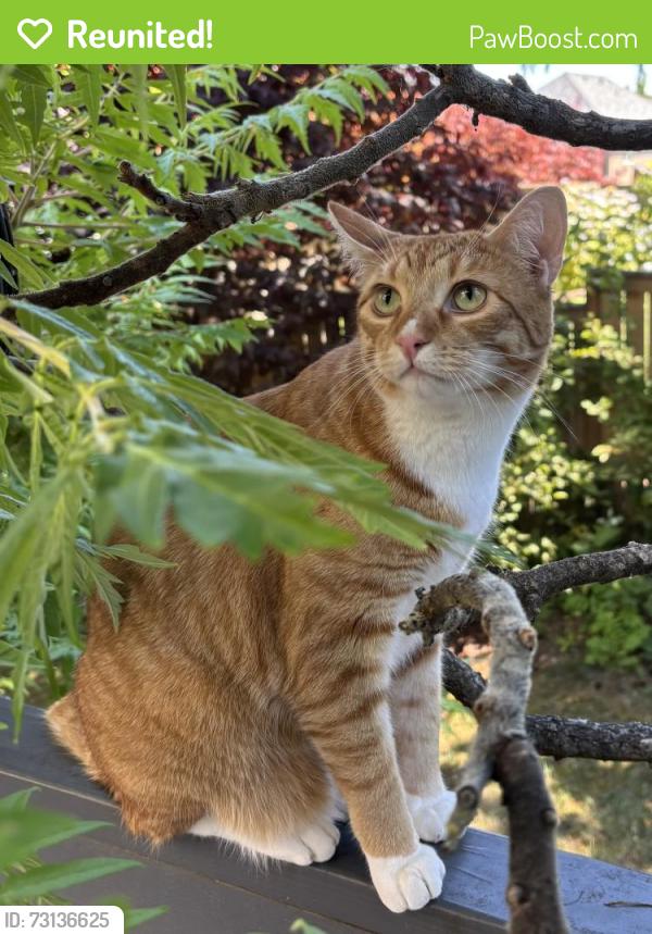 Reunited Male Cat last seen Eisenhower Dr NW and Dalke Ridge Ct NW, Salem, OR 97304