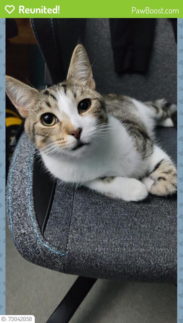 Reunited Male Cat last seen B street landisville pa 17538 and broad street landisville pa 17538, Landisville, PA 17538
