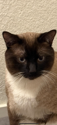 Lost Male Cat last seen Near rainier st, Evans, CO 80634