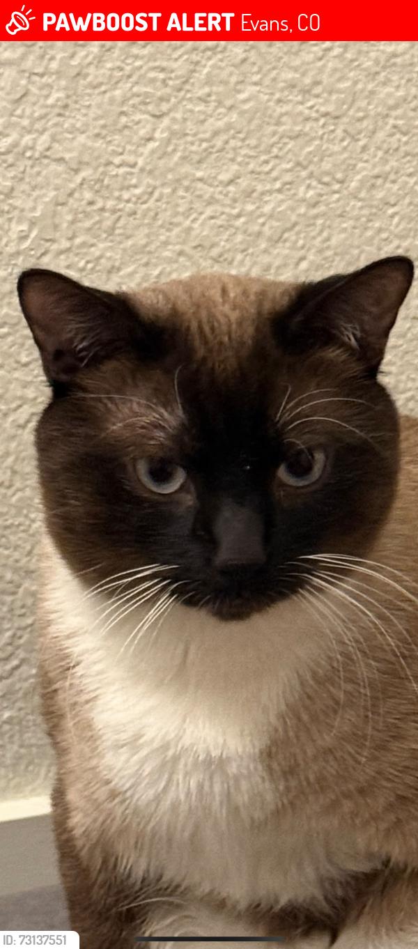 Lost Male Cat last seen Near rainier st, Evans, CO 80634