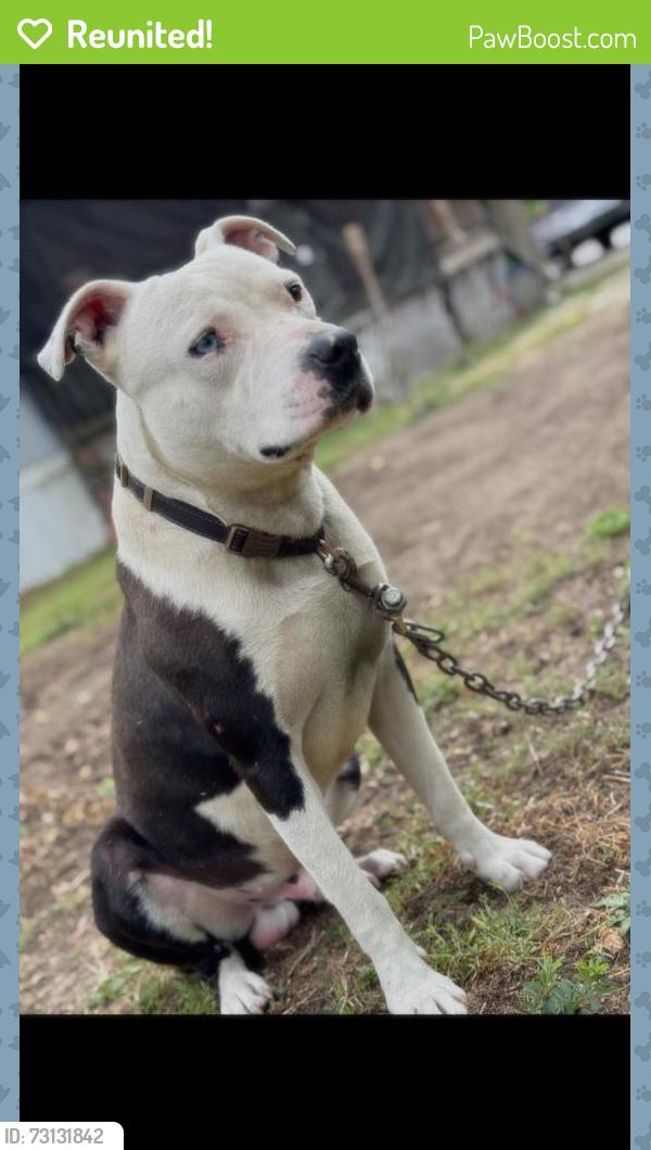 Reunited Male Dog last seen Nashville Dr, Fayetteville, NC 28306, USA, Fayetteville, NC 28306