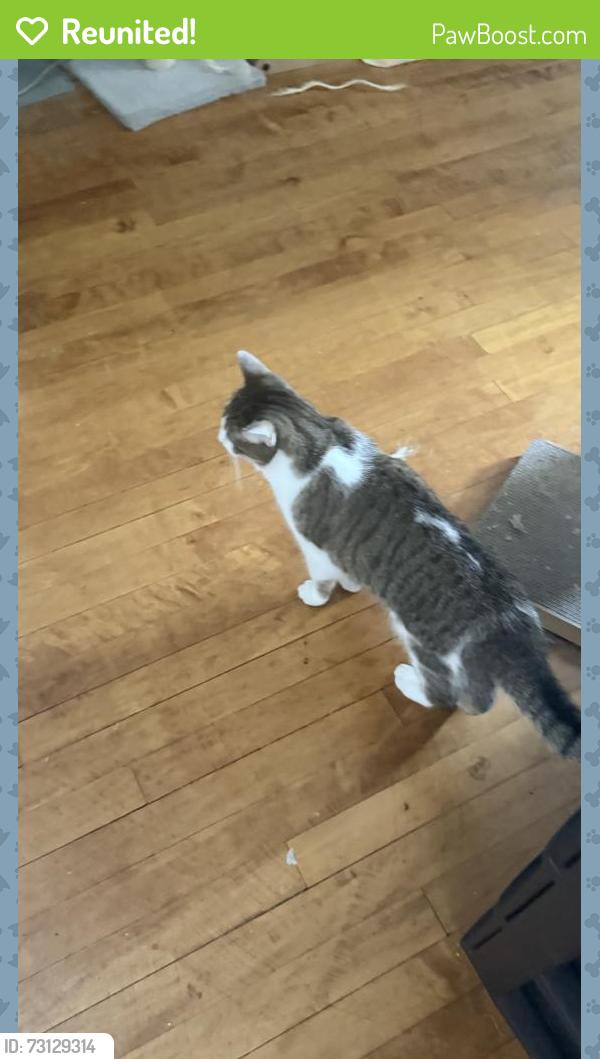 Reunited Female Cat last seen Lost near S. Oak Park Ave and Harvard St / Lincoln Elementary, Oak Park, IL 60304