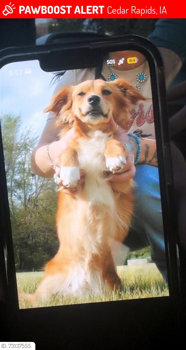 Lost Male Dog last seen Kirkwood community college, Cedar Rapids, IA 52404