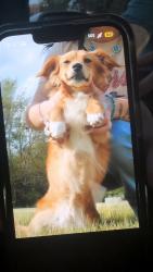 Lost Male Dog last seen Kirkwood community college, Cedar Rapids, IA 52404
