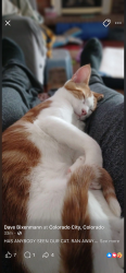 Lost Male Cat last seen Near Colorado Blvd E, Colorado City, CO 81019