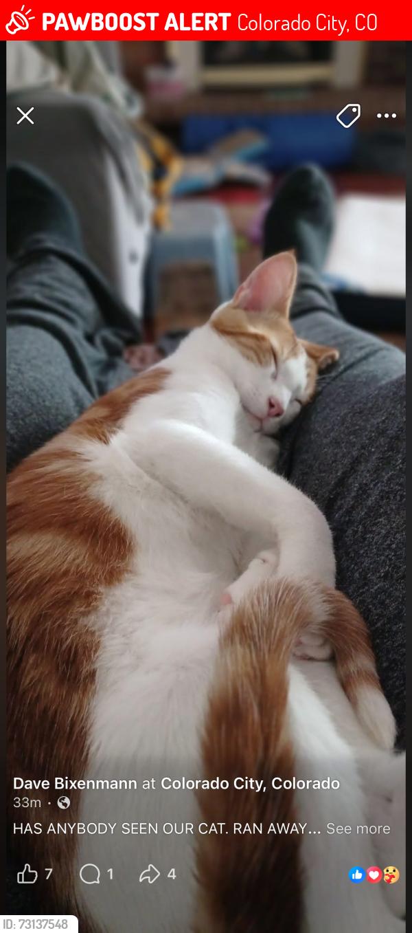 Lost Male Cat last seen Near Colorado Blvd E, Colorado City, CO 81019