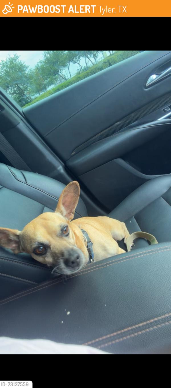 Found/Stray Male Dog last seen Loop 323& & HW 31, Tyler, TX 75702
