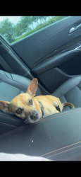 Found/Stray Male Dog last seen Loop 323& & HW 31, Tyler, TX 75702