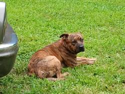 Lost Male Dog last seen 32nd and Midlothian by Yellowstone , Richmond, VA 23224